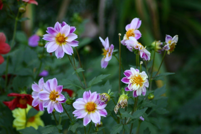 Steps To Grow Dahlias From Seed