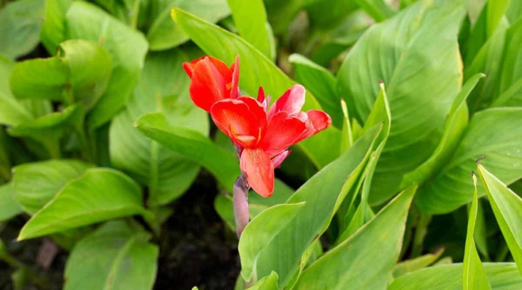 Steps for Overwintering Cannas