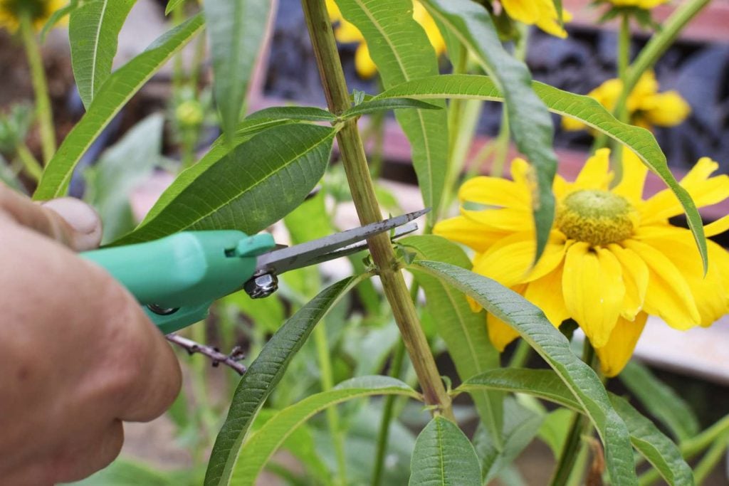 Steps for The Verbena Pruning of Perennial Types