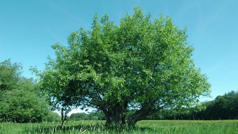 Steps to Consider when Choosing the Right Location for Willows