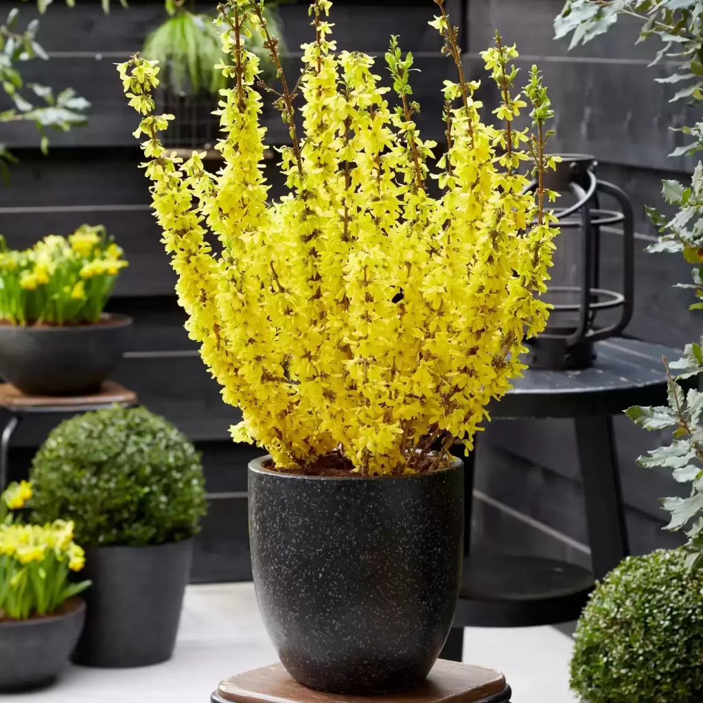 Steps to Grow Forsythia in Pots