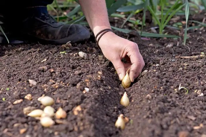 Steps to Grow Onions from Sets