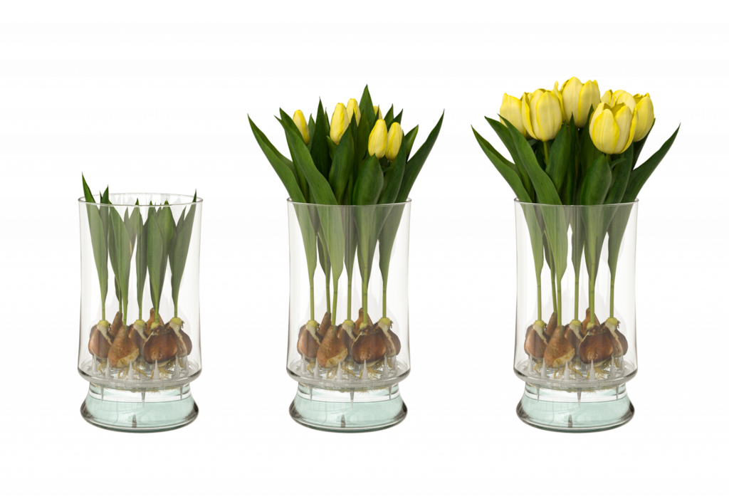 Steps to Grow Tulips