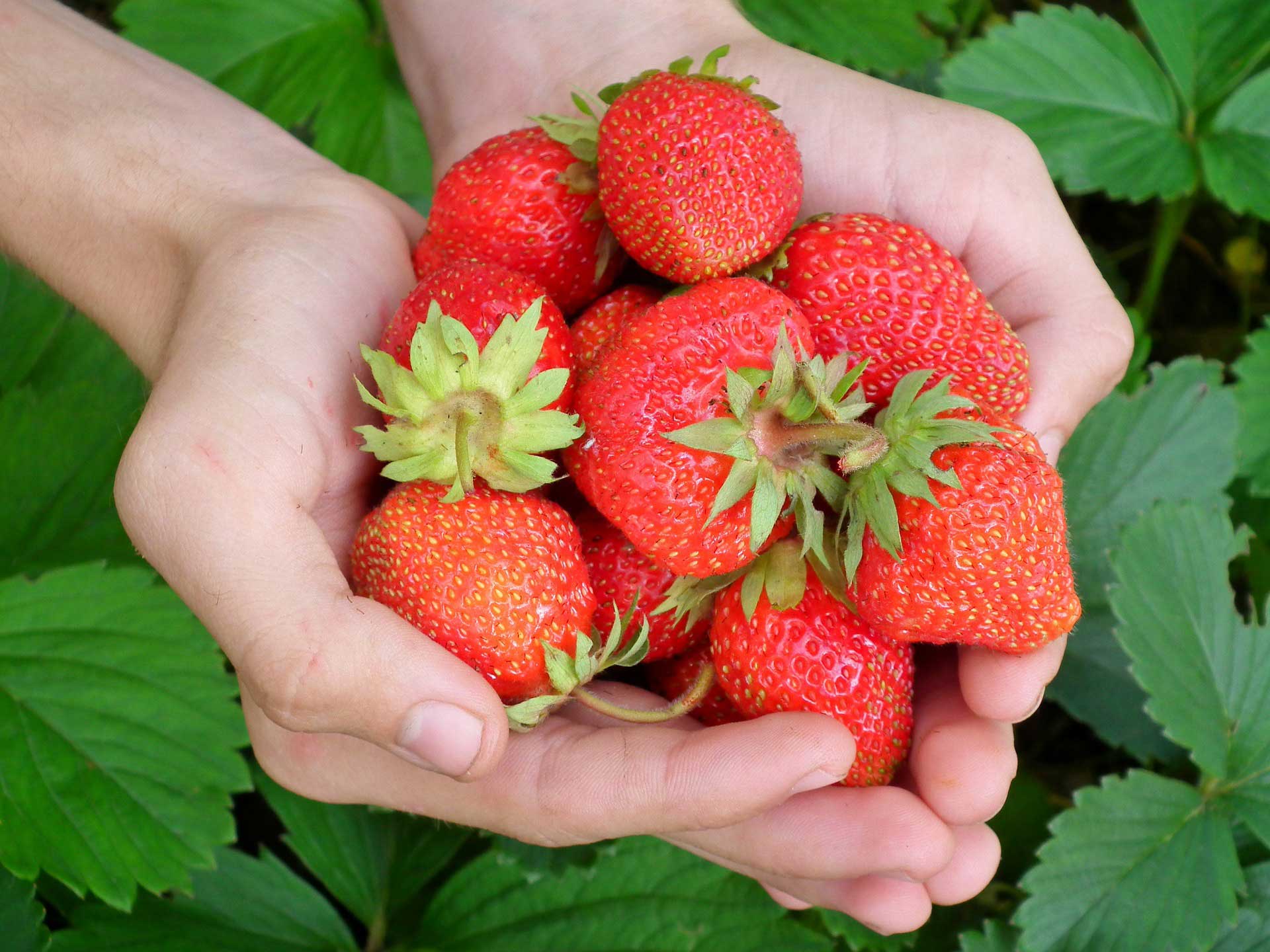 Strawberry Plant Care & Growing Guide