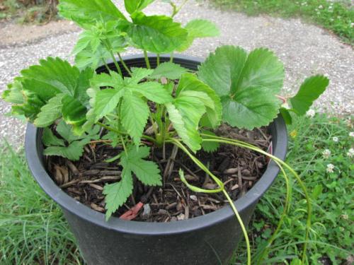 Strawberry plantlets