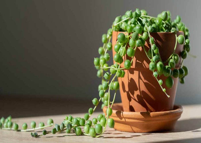 String of Pearls