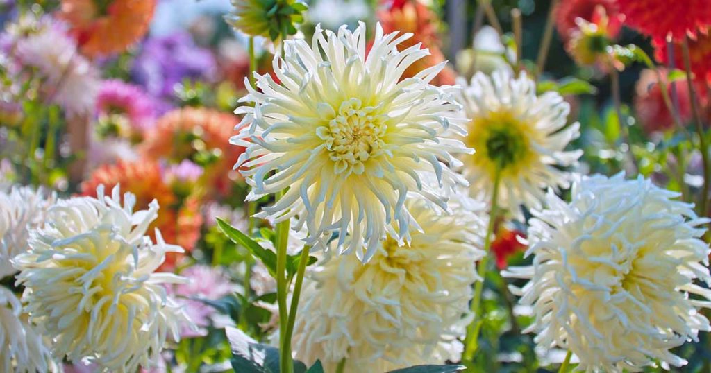 20 Stunning White Dahlia Flowers for Your Garden The Arches