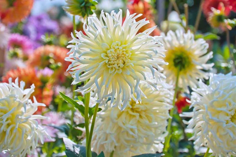 20 Stunning White Dahlia Flowers for Your Garden