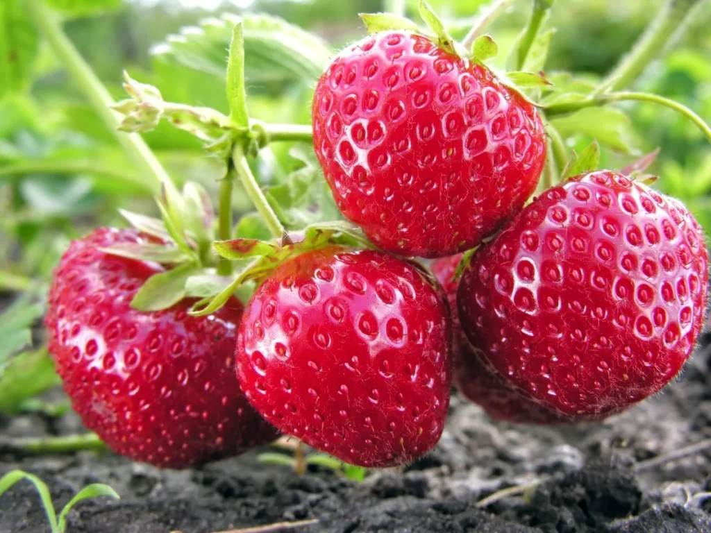Summer-Bearing Strawberries