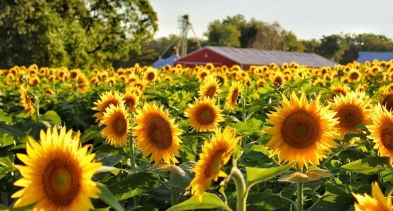 Sunflowers