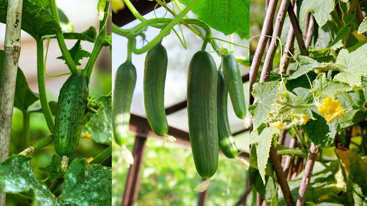 Supporting the Vertical Growth of Cucumber.