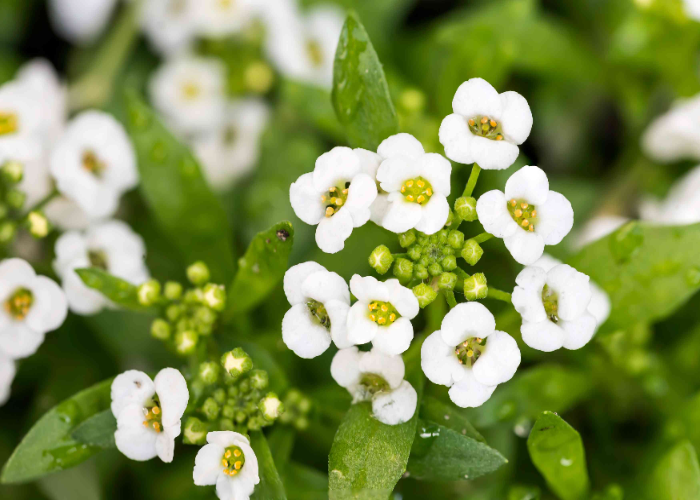 Sweet Alyssum