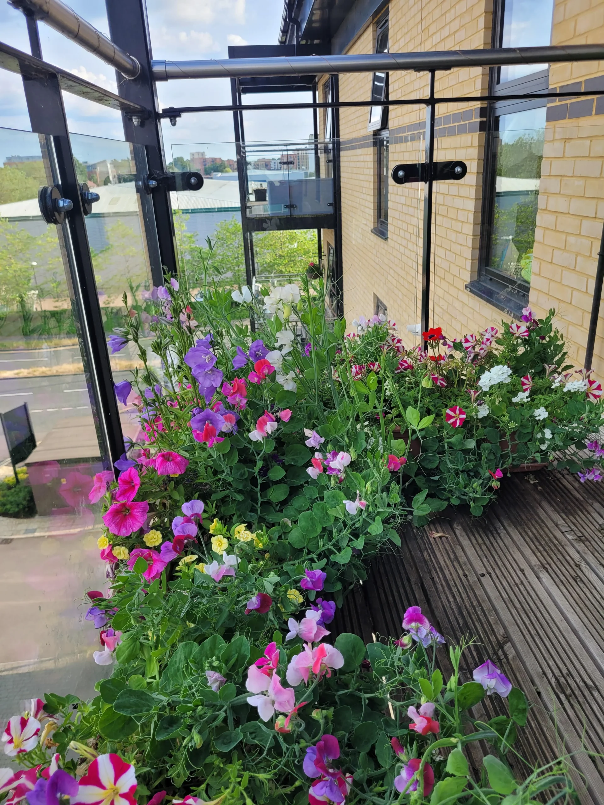 Sweet Pea (Lathyrus odoratus).jpg