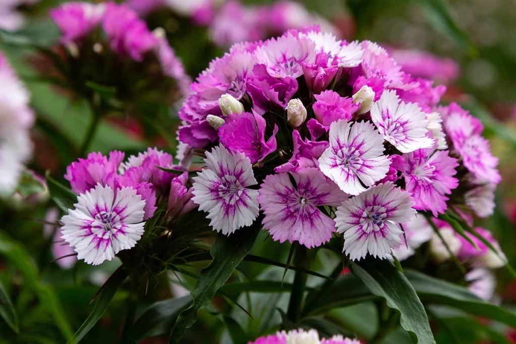 Sweet William