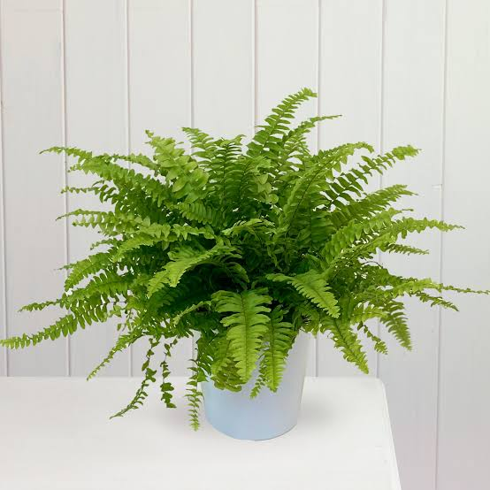 Sword Fern