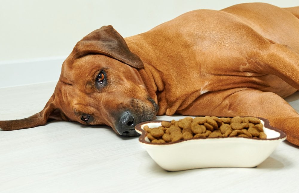 Sick,Or,Sad,Rhodesian,Ridgeback,Dog,Lying,On,The,Floor