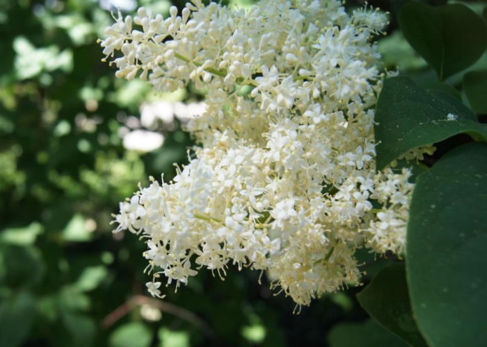 Syringa Reticulata