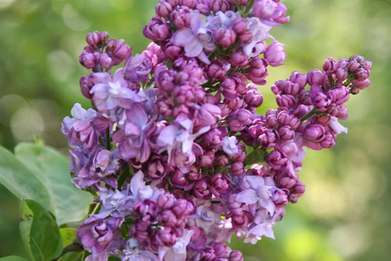 Syringa Vulgaris 'Lilac' Care & Growing Tips