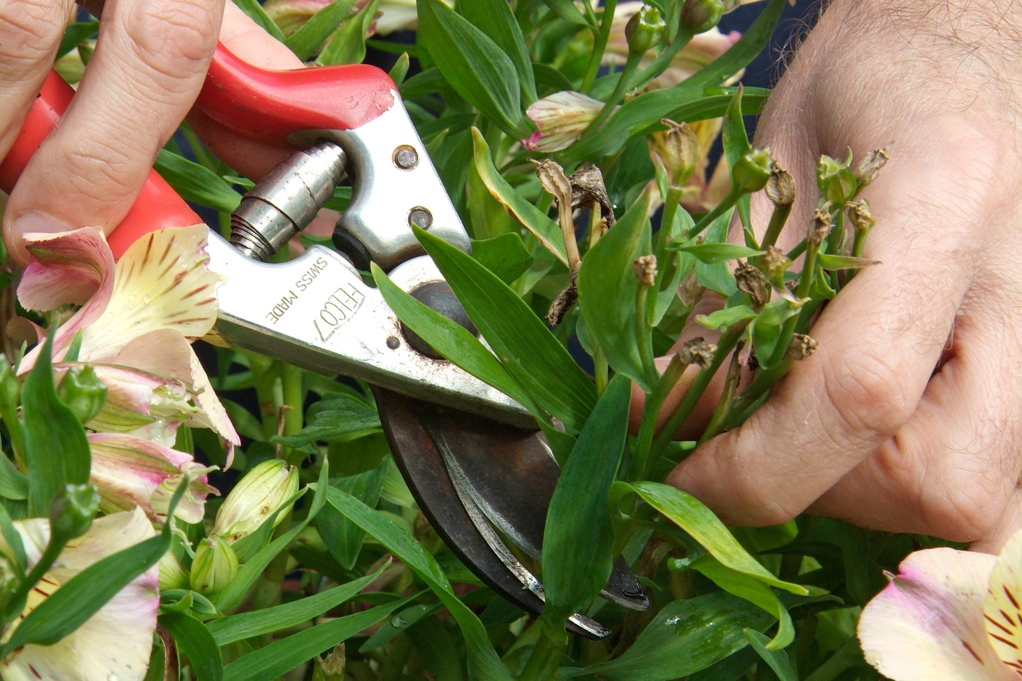 Taking Care of Alstroemeria in Pot