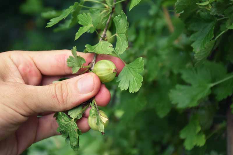 Taking Note of The Gooseberry's Hue and Feel