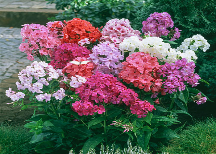 Tall Garden Phlox