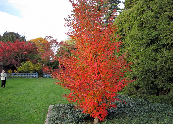 Tall Stewartia