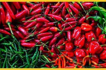 Tasty Chilli Varieties Ordered By Heat