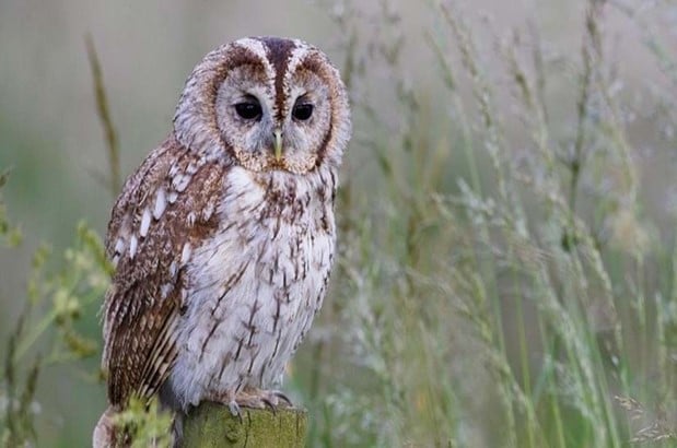 Tawny Owl