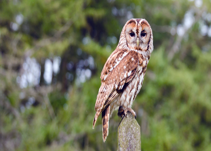 Tawny owl