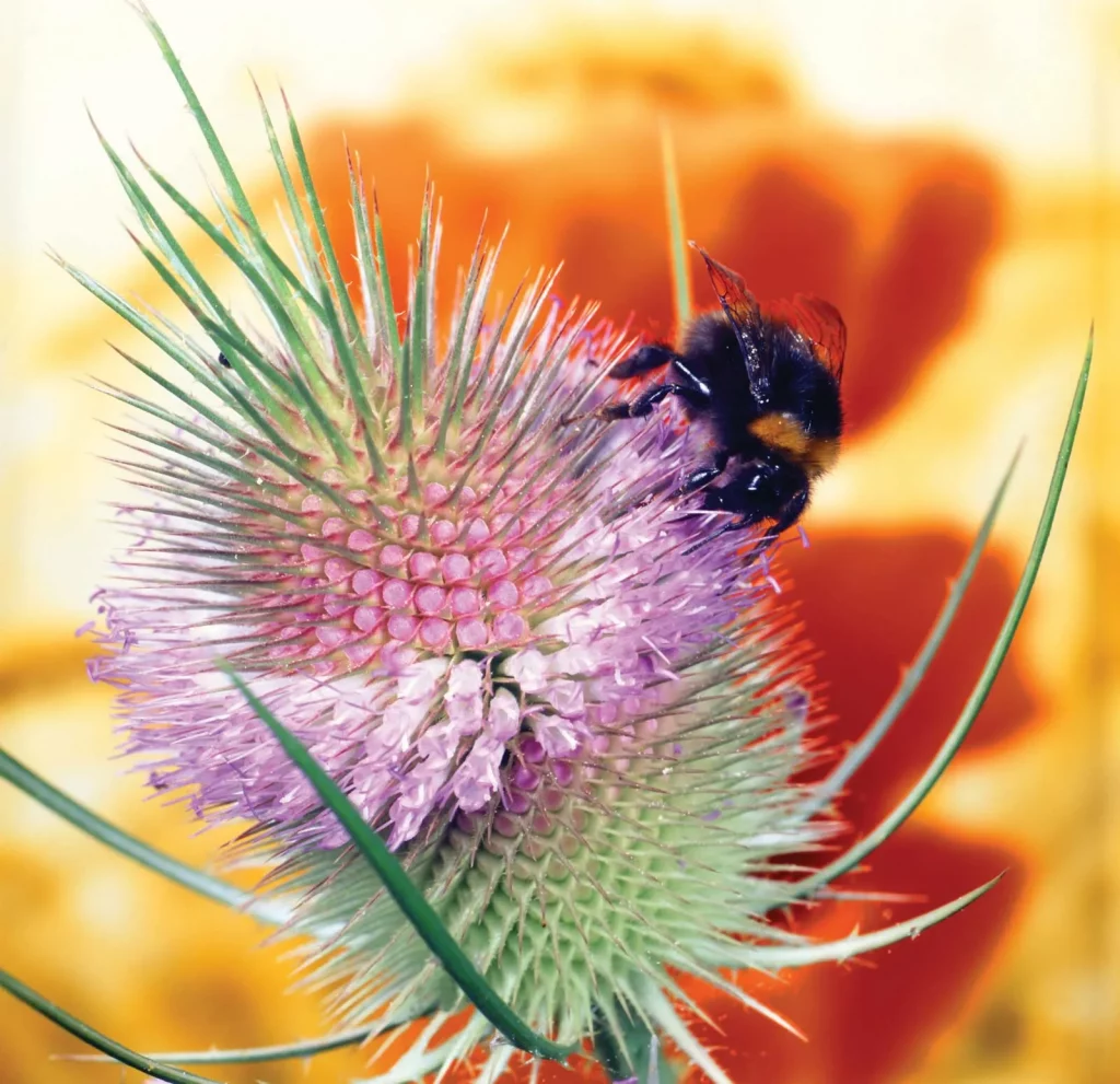 Teasel