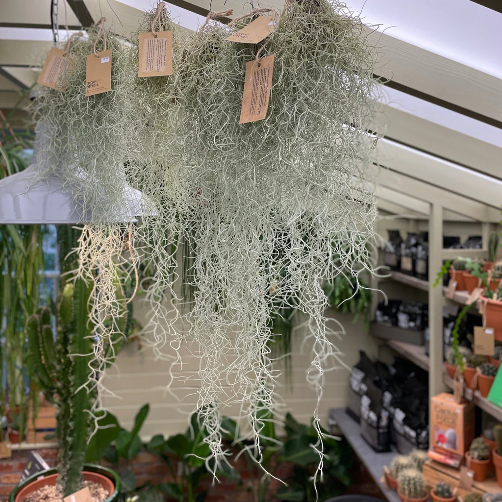 How to Care for Tillandsia Usneoides 'Spanish Moss' for Beginners -  TheArches