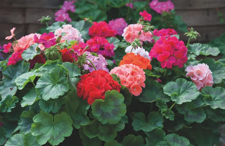 Tender Geraniums