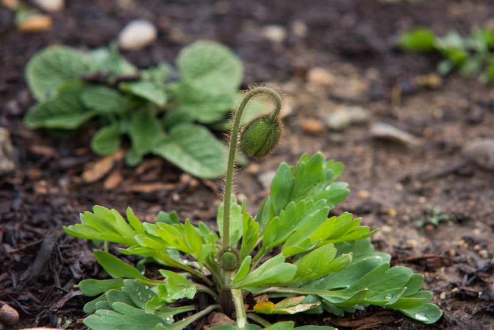 Test Your Soil