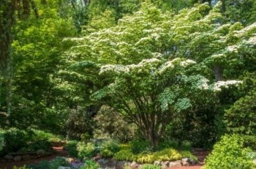 The 10 Best Trees For Small UK Gardens