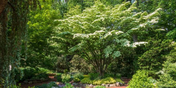 The 10 Best Trees For Small UK Gardens