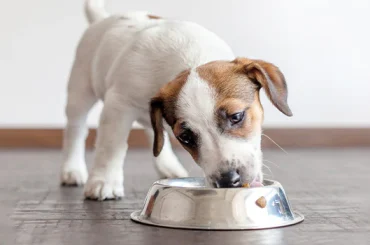 The 3 Essentials When Switching A Puppy's Diet