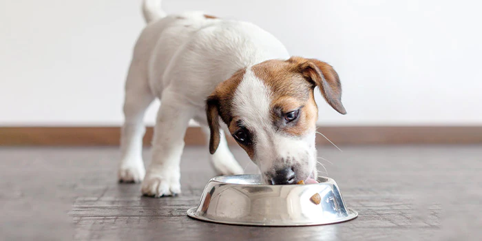 The 3 Essentials When Switching A Puppy's Diet