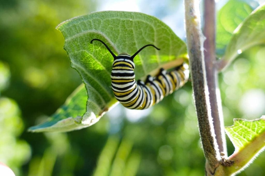 The Anatomy of a Caterpillar