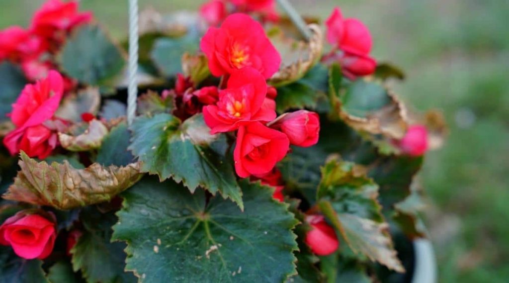 The Begonia Flower