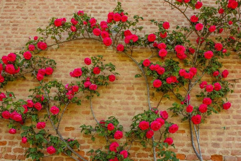 The Best Climbing Roses for Shade 