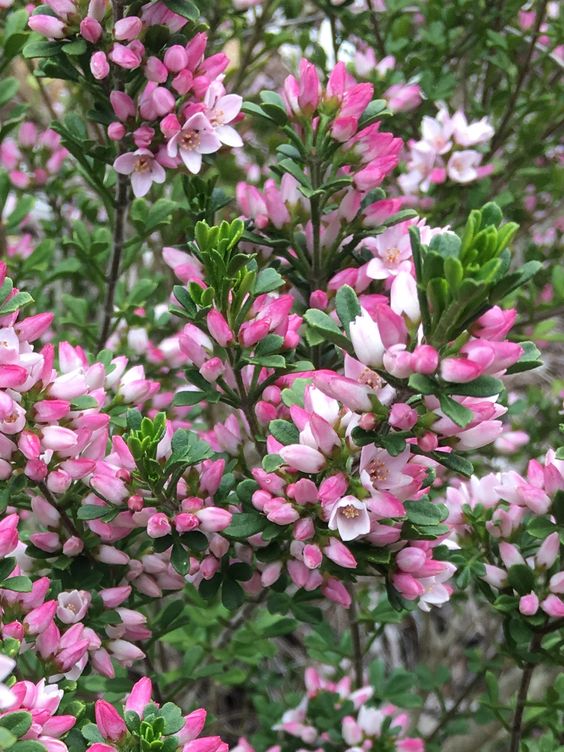 The Claire Maxine Plant