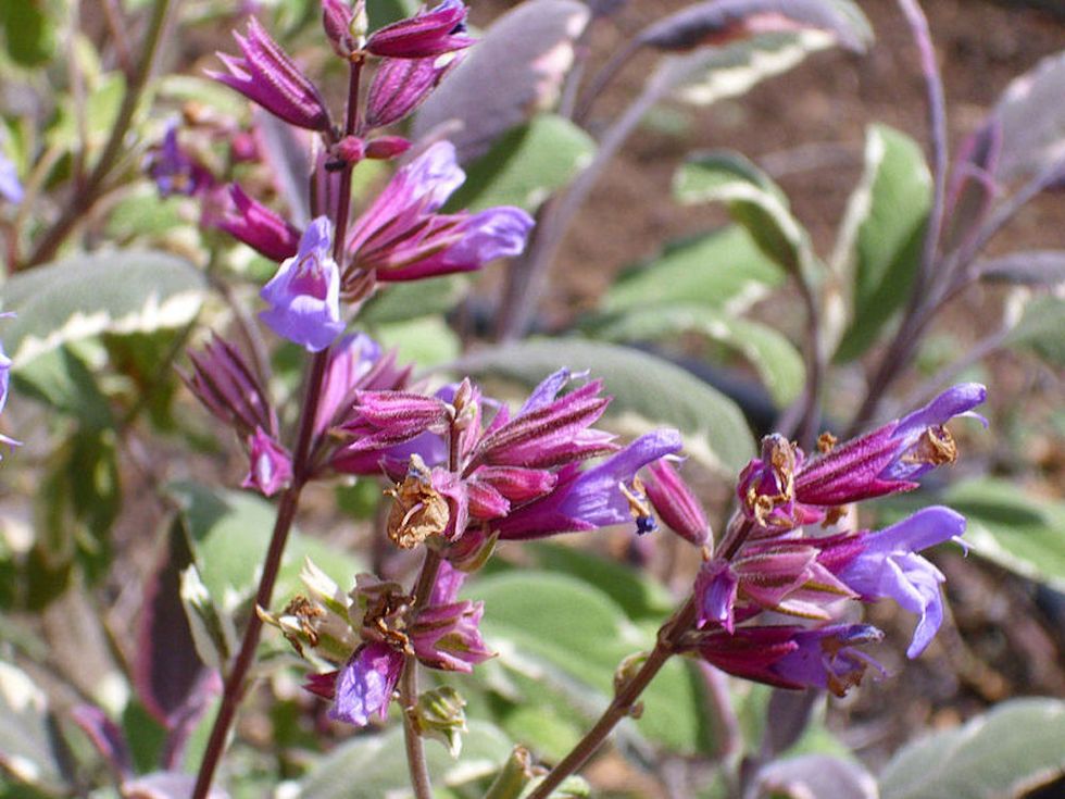 The Common Tricolor Sage