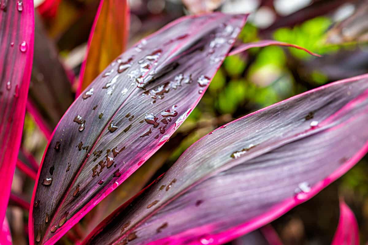 The Cordyline Plant