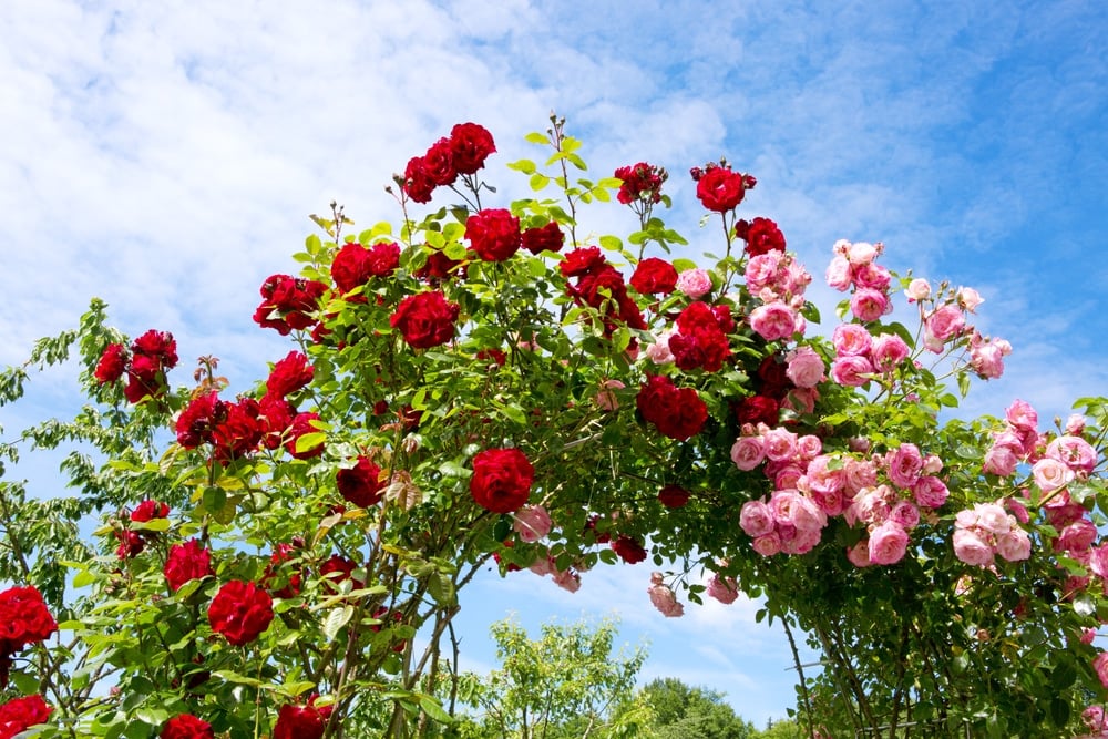 The Generous Gardener