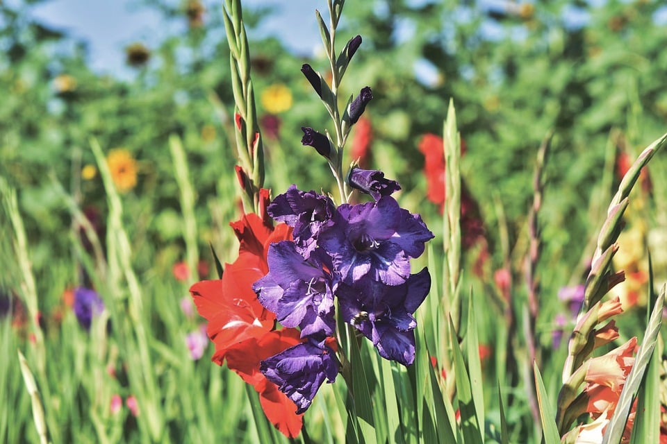 The Gladiolus Plant