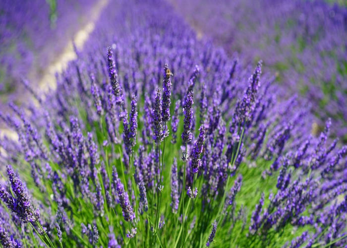 The Lavender’s Hardiness