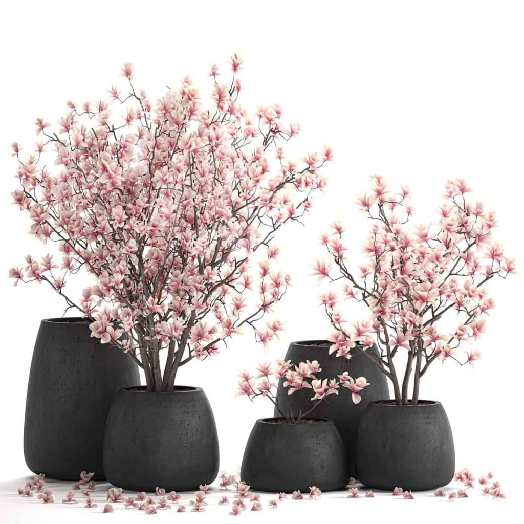 Magnolia in deals a pot
