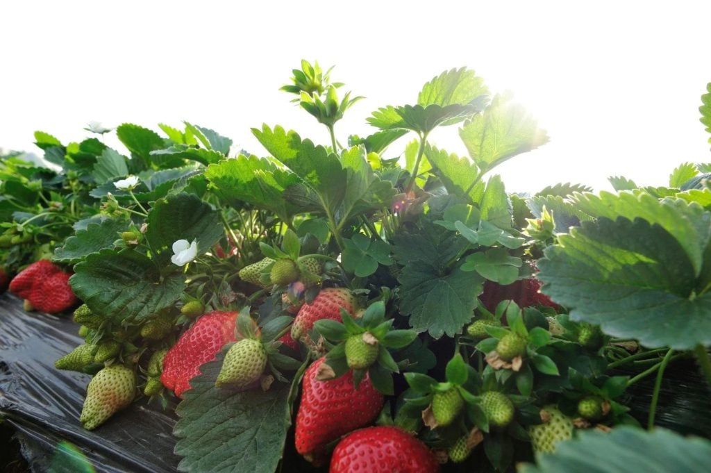 The Right Sunny Place to Grow Strawberries