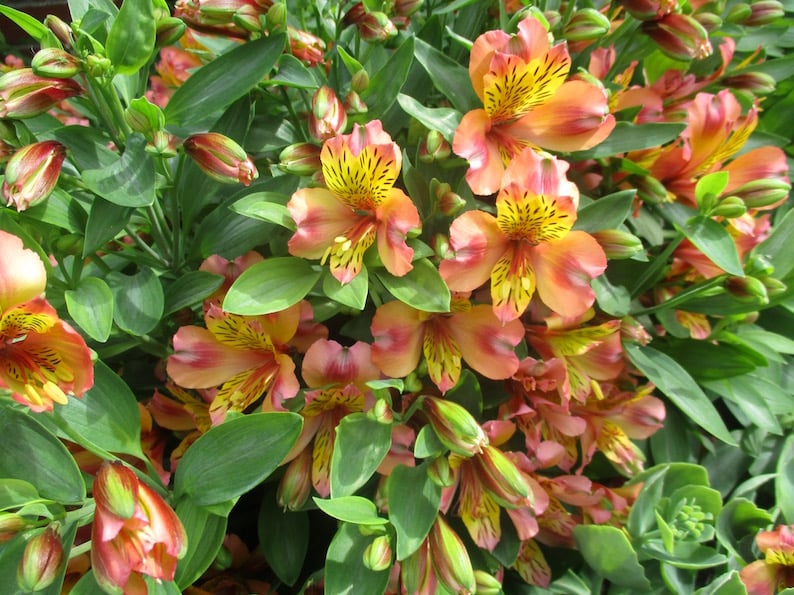 The Seasonal Checklist for Alstroemerias in a Pot