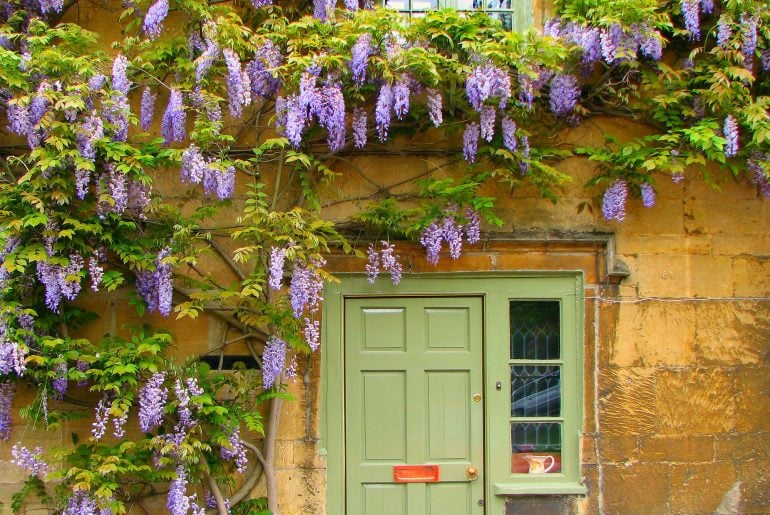 The UK’s 7 Best Climbing Plants for Shade 